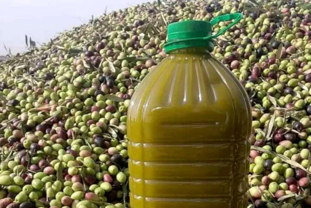 زيت الزيتون بين ارتفاغ الأسعار وعزوف الزبائن على الإقبال زيت الزيتون بين ارتفاغ الأسعار وعزوف الزبائن على الإقبال