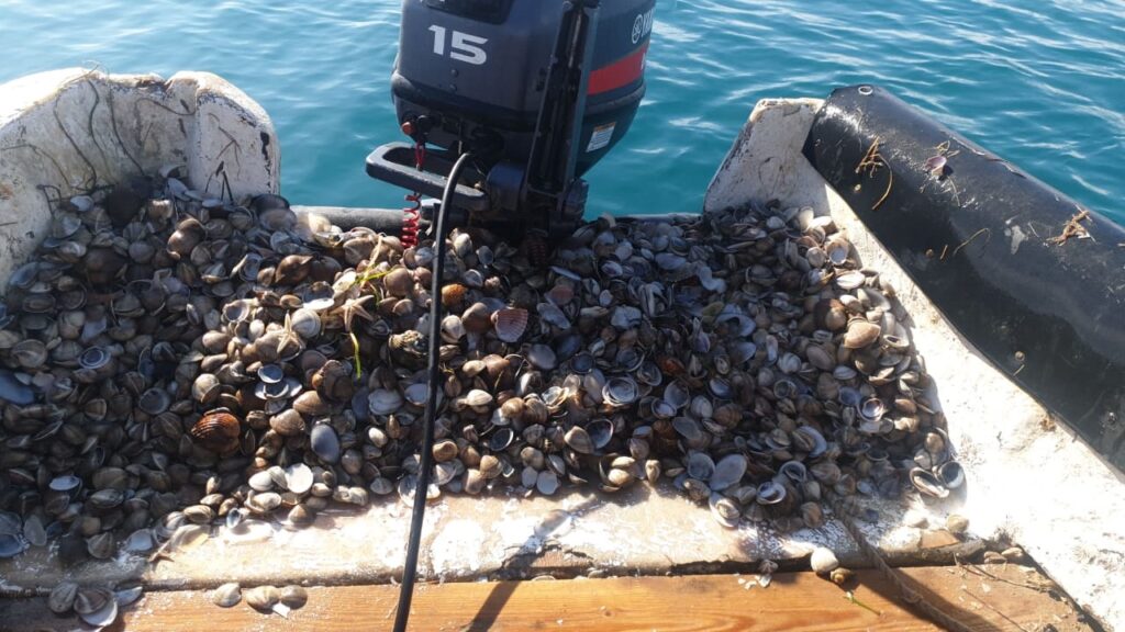 الناظور..حظر جمع وتسويق "المحارة الصغيرة" بمنطقة راس كبدانة ـ السعيدية