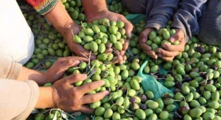 موسم عصر الزيتون.. محفز قوي لسوق الشغل ببني ملال