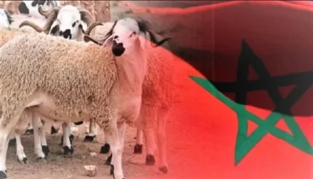 المغرب يلغي شعيرة الأضاحي في عيد الأضحى بسبب الجفاف