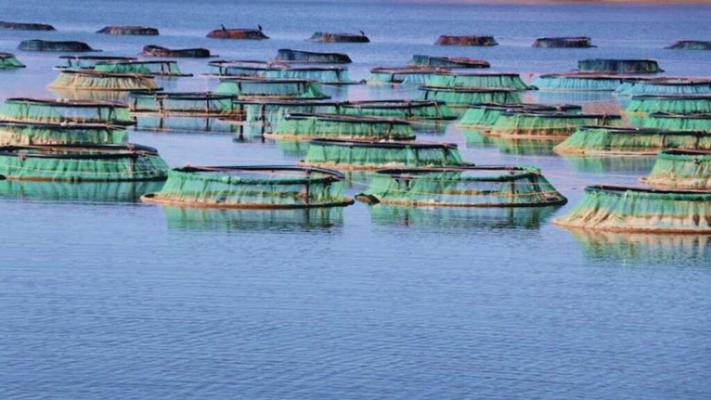 مجلة إيطالية تُشيد بالمغرب في مجال تربية الأحياء المائية