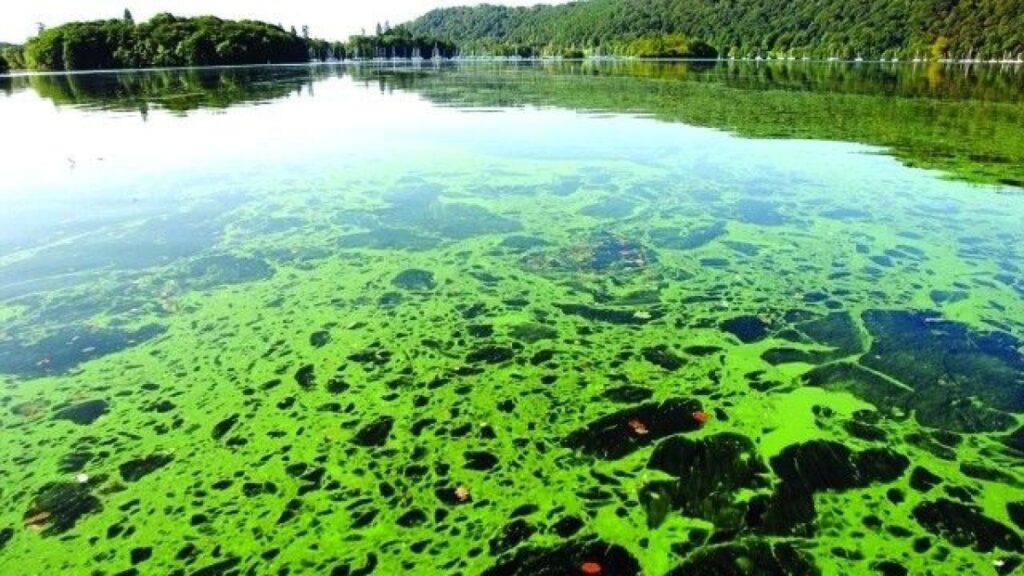 الناظور..استزراع الطحالب البحرية يعزز التنمية المستدامة