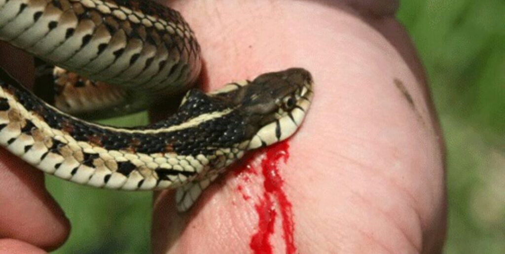 وفاة فلاح بجماعة باب مرزوقة بعد لدغة أفعى سامة