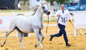 الحريسة الملكية ببوزنيقة تتألق في كأس مربي الخيول العربية بالمغرب