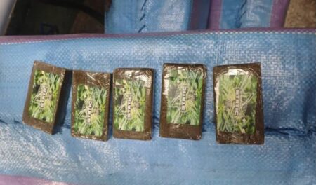 إحباط تهريب 50 كلغ من الشيرا بسيدي بيبي