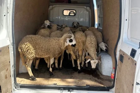 حملة استباقية للدرك الملكي بضواحي فاس لمكافحة سرقة المواشي