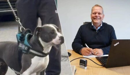 قرار مثير للجدل بـ إنهاء حياة كلب بعد واقعة تهز الرأي العام قرار مثير للجدل بـ إنهاء حياة كلب بعد واقعة تهز الرأي العام