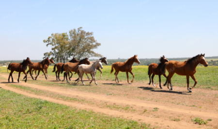 سيدي برني.. مشتل الأبطال