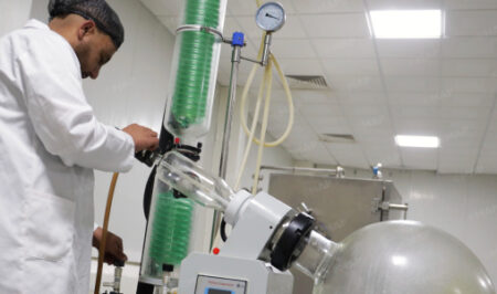 قفزة إنتاج القنب القانوني بشفشاون