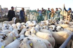 قطيع الأضاحي يكفي حاجيات السوق