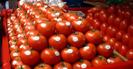 : صادرات الطماطم المغربية تحقق رقما قياسيا