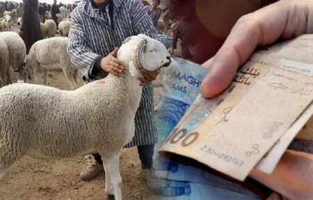 أسعار الأضاحي ترتفع بجهة الشرق