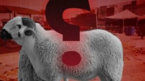 اختفاء الأكباش يثير التساؤلات حول واقع القطيع الوطني