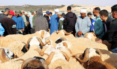 وفرة الأضاحي تنعش أسواق تاوريرت قبل العيد