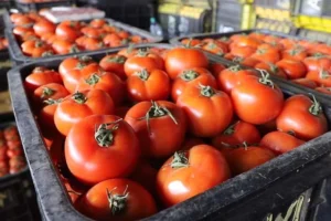 تضاعف سعر الطماطم بالمغرب