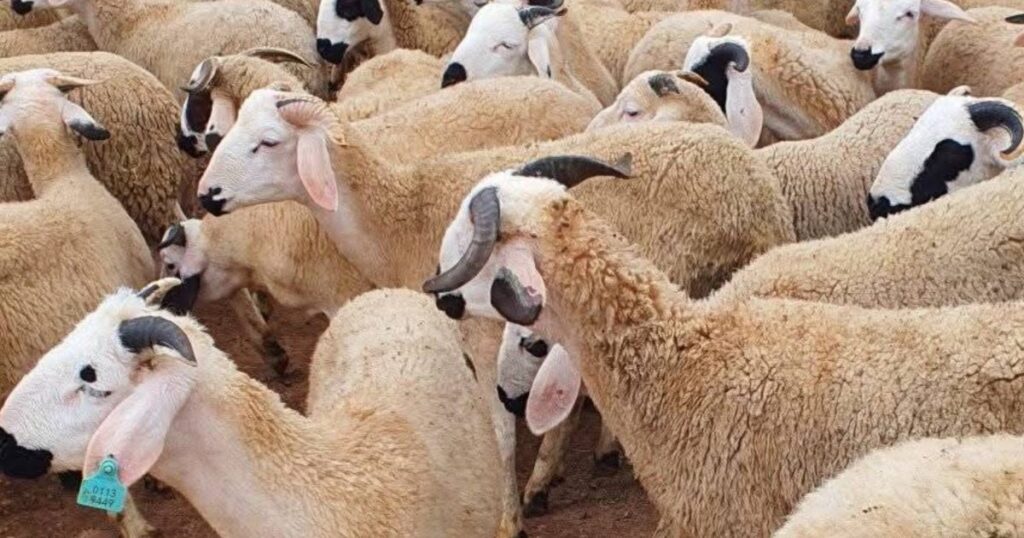 565 سوقاً لبيع الماشية 565 سوقاً لبيع الماشية