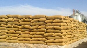 المغرب يعلق استيراد القمح مؤقتا