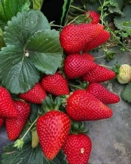 تراجع صادرات الفراولة وصعود التوت المغربي