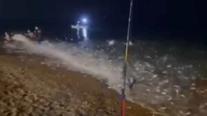سردين يقتحم شاطئ زرالدة.. والجزائريون يتساءلون عن السبب