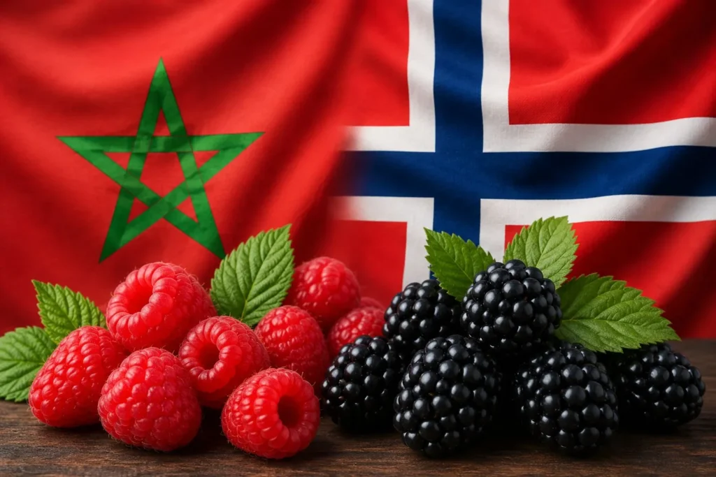 المغرب يتصدر سوق التوت بالنرويج المغرب يتصدر سوق التوت بالنرويج