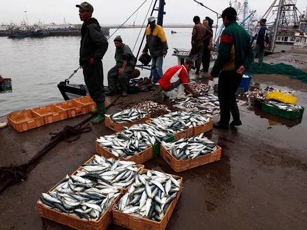 تراجع السردين المغربي يهدد الأسواق العالمية
