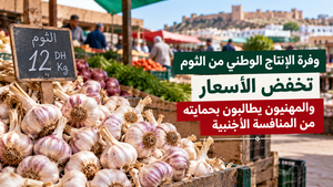 وفرة الإنتاج الوطني من الثوم تدعم استقرار الأسعار بالمغرب