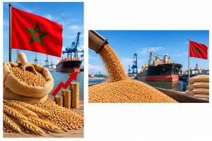 المغرب يرفع دعم استيراد القمح اللين