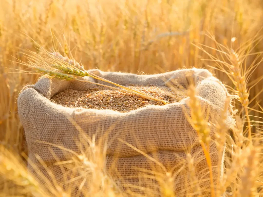 تراجع مرتقب لواردات المغرب من القمح الفرنسي