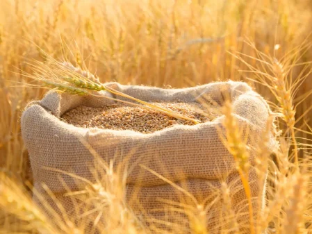 تراجع مرتقب لواردات المغرب من القمح الفرنسي