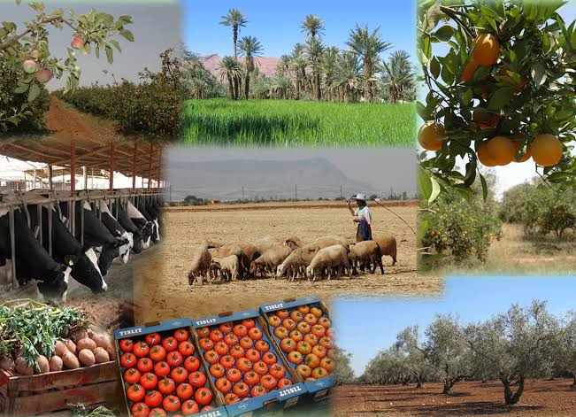 المغرب يخصص 4,75 مليارات درهم لدعم الفلاحة القروية المغرب يخصص 4,75 مليارات درهم لدعم الفلاحة القروية