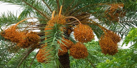موسم واعد للتمور بواحات عرب الصباح غريس موسم واعد للتمور بواحات عرب الصباح غريس
