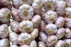 ترخيص مسبق لاستيراد الثوم بالمغرب
